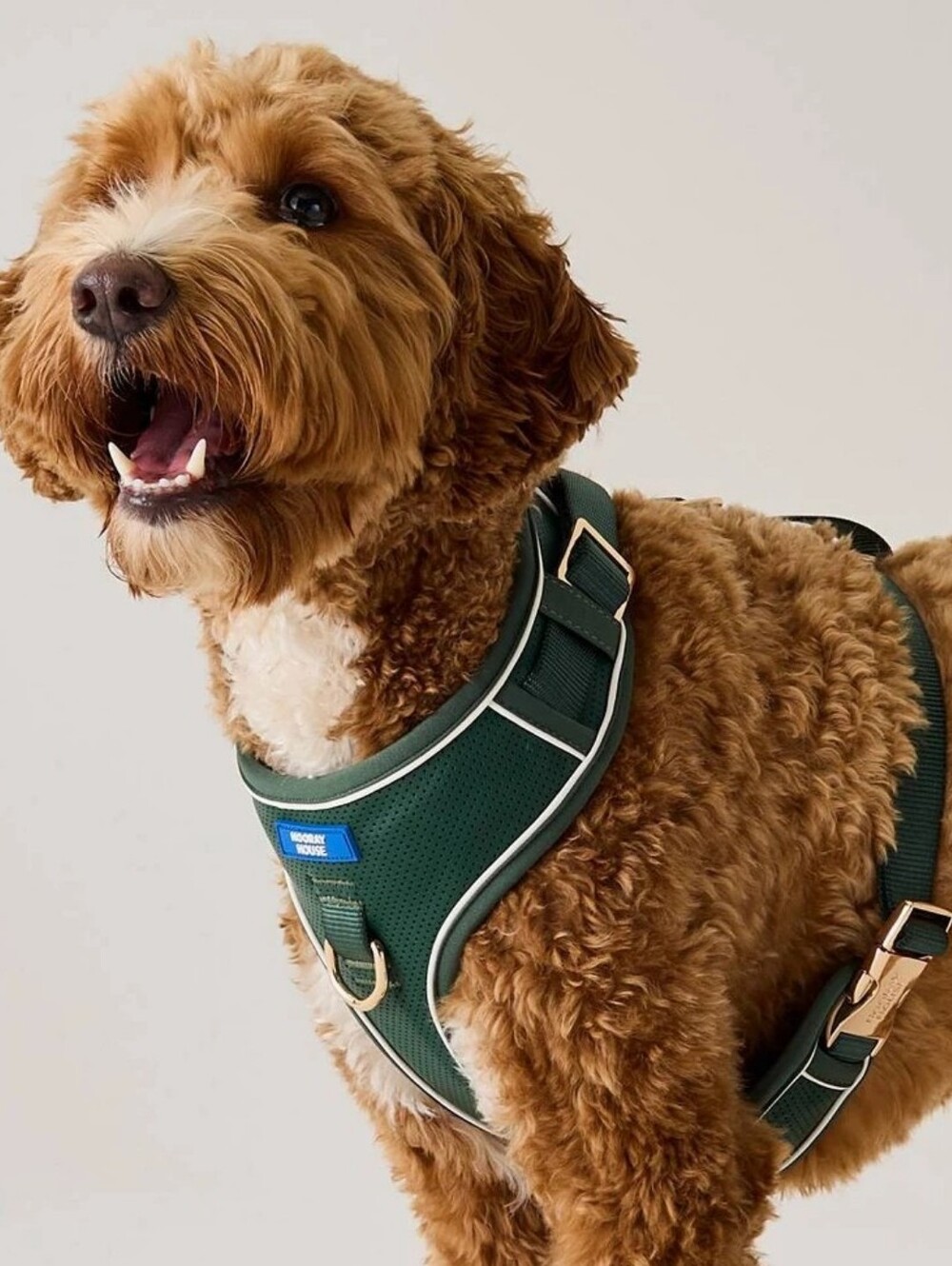 Dog Harness, Hooray House, Moto Vegan Leather - Green L, NWT